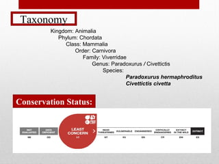 Taxonomy
Kingdom: Animalia
Phylum: Chordata
Class: Mammalia
Order: Carnivora
Family: Viverridae
Genus: Paradoxurus / Civettictis
Species:
Paradoxurus hermaphroditus
Civettictis civetta
Conservation Status:
 
