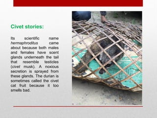 Civet stories:
Its scientific name
hermaphroditus came
about because both males
and females have scent
glands underneath the tail
that resemble testicles
(civet musk). A noxious
secretion is sprayed from
these glands. The durian is
sometimes called the civet
cat fruit because it too
smells bad.
 