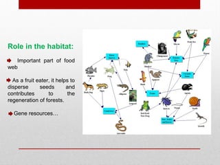 Role in the habitat:
Important part of food
web
As a fruit eater, it helps to
disperse seeds and
contributes to the
regeneration of forests.
Gene resources…
 