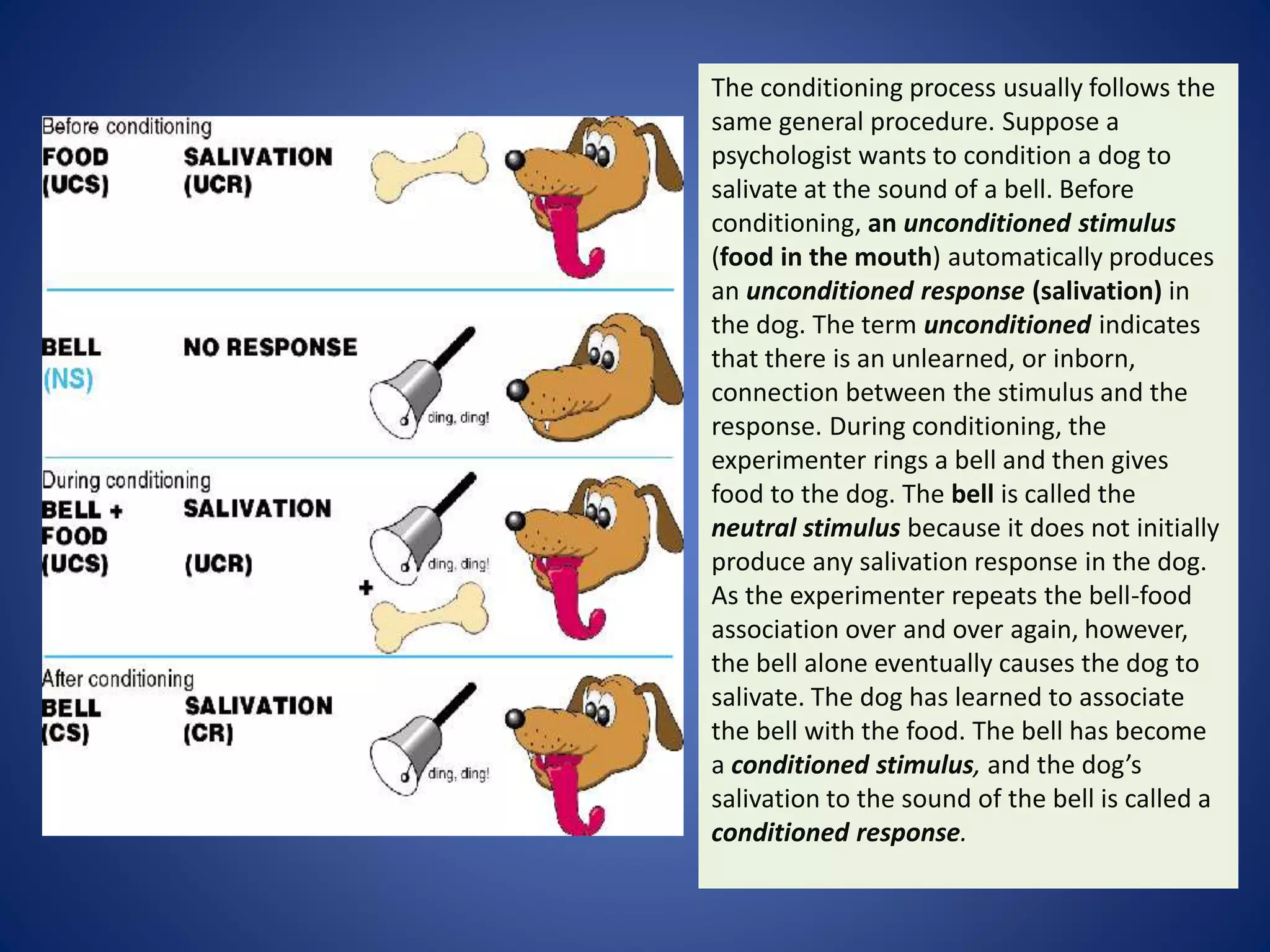 The conditioning process usually follows the
same general procedure. Suppose a
psychologist wants to condition a dog to
salivate at the sound of a bell. Before
conditioning, an unconditioned stimulus
(food in the mouth) automatically produces
an unconditioned response (salivation) in
the dog. The term unconditioned indicates
that there is an unlearned, or inborn,
connection between the stimulus and the
response. During conditioning, the
experimenter rings a bell and then gives
food to the dog. The bell is called the
neutral stimulus because it does not initially
produce any salivation response in the dog.
As the experimenter repeats the bell-food
association over and over again, however,
the bell alone eventually causes the dog to
salivate. The dog has learned to associate
the bell with the food. The bell has become
a conditioned stimulus, and the dog’s
salivation to the sound of the bell is called a
conditioned response.
 