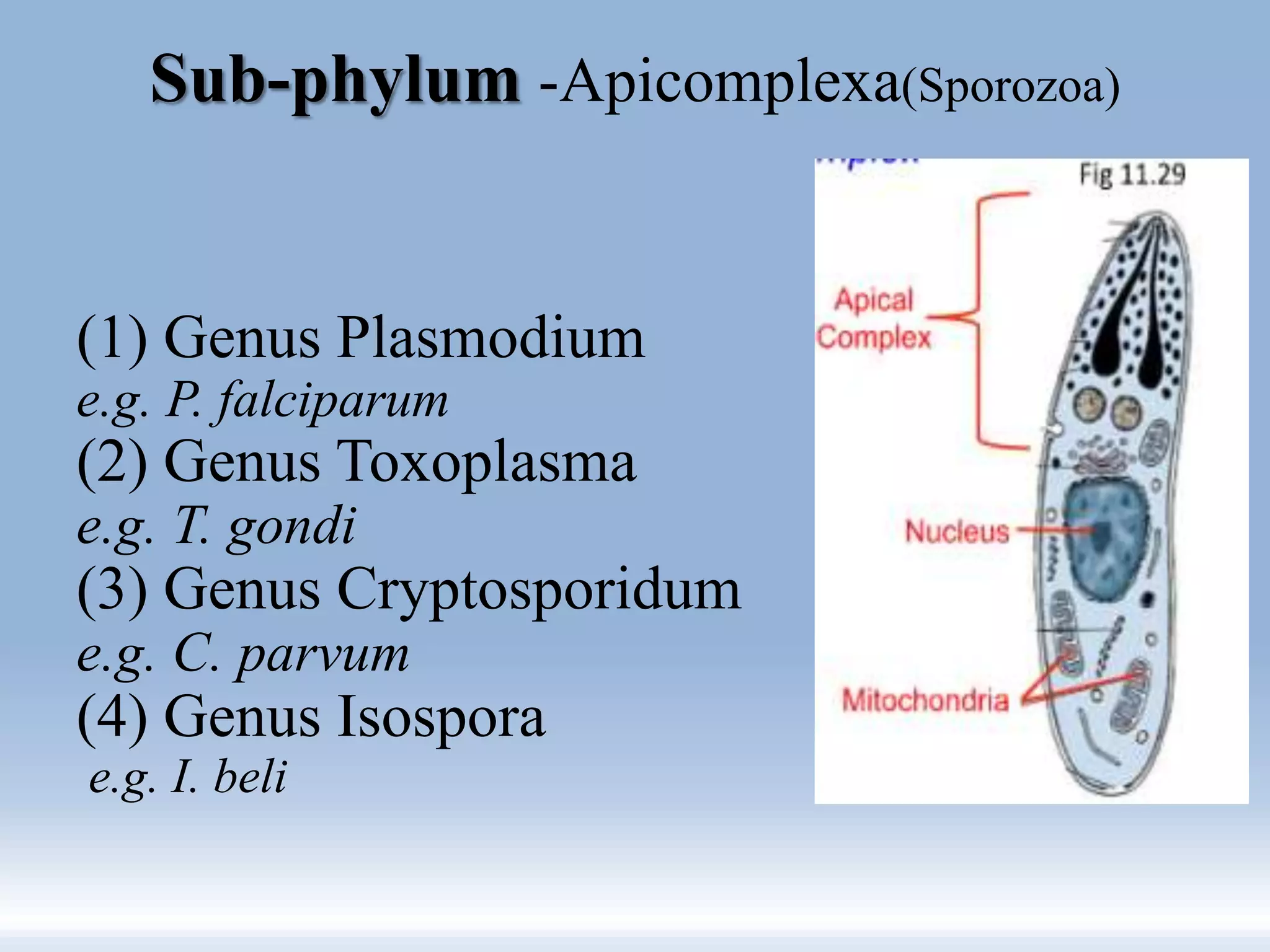 Sub-phylum -Apicomplexa(Sporozoa)
(1) Genus Plasmodium
e.g. P. falciparum
(2) Genus Toxoplasma
e.g. T. gondi
(3) Genus Cryptosporidum
e.g. C. parvum
(4) Genus Isospora
e.g. I. beli
 