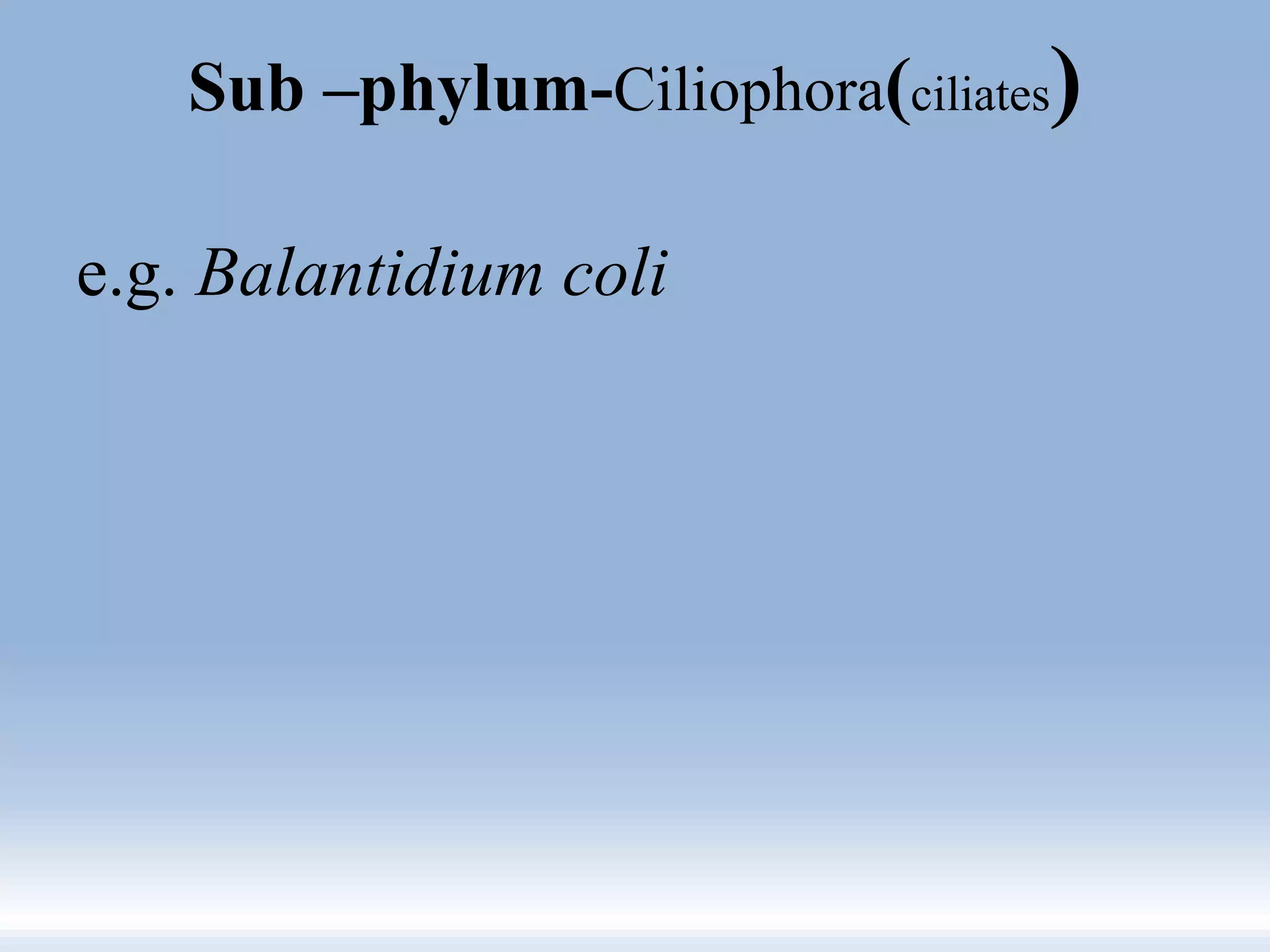 Sub –phylum-Ciliophora(ciliates)
e.g. Balantidium coli
 