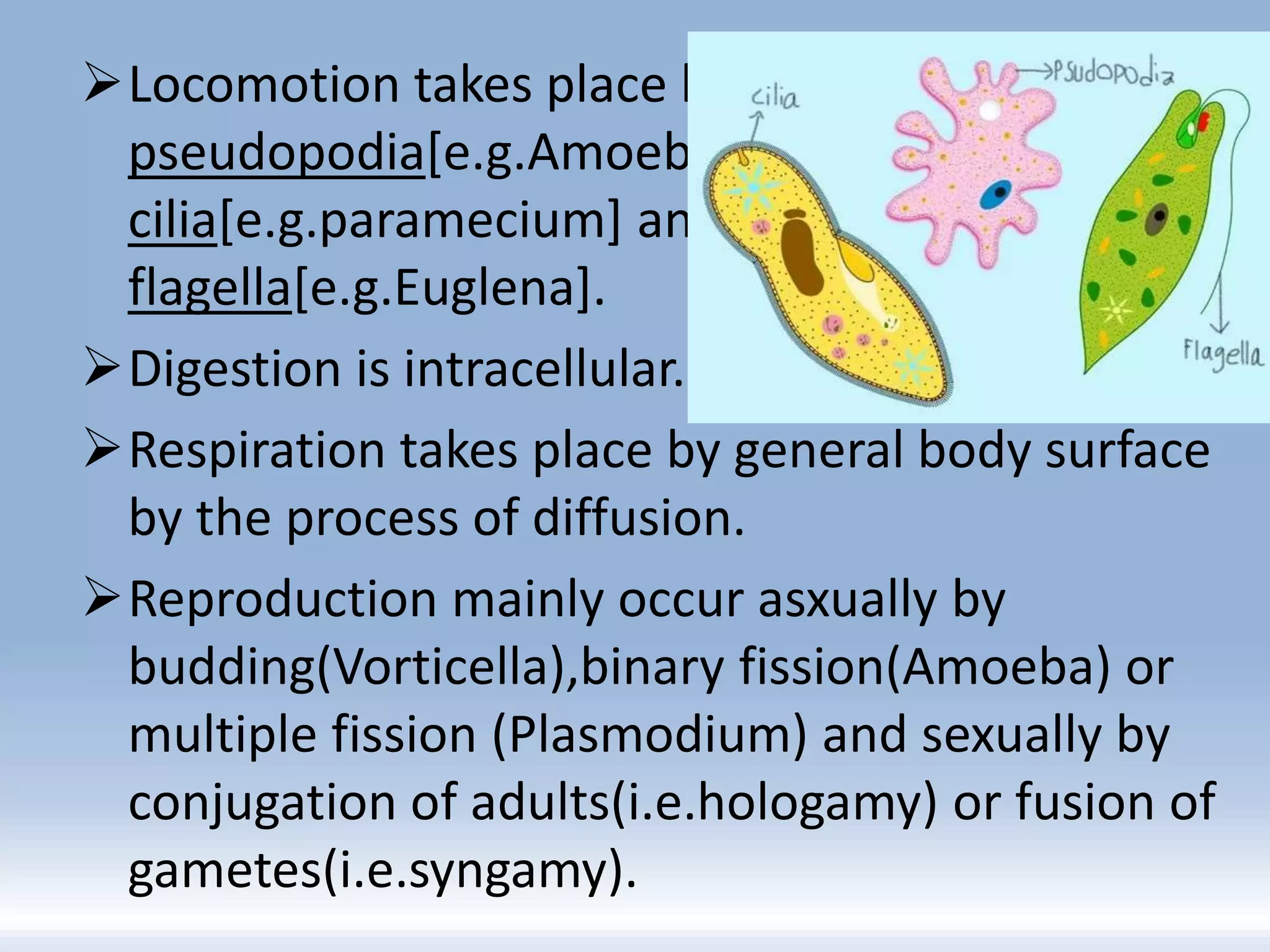 Locomotion takes place by finger like
pseudopodia[e.g.Amoeba],or hair like
cilia[e.g.paramecium] and whip like
flagella[e.g.Euglena].
Digestion is intracellular.
Respiration takes place by general body surface
by the process of diffusion.
Reproduction mainly occur asxually by
budding(Vorticella),binary fission(Amoeba) or
multiple fission (Plasmodium) and sexually by
conjugation of adults(i.e.hologamy) or fusion of
gametes(i.e.syngamy).
 