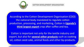 According to the Cotton Development Organisation (CDO)
the national body mandated to regulate cotton
production, processing, and marketing, Cotton is Uganda’s
third largest export crop after coffee and tea.
Cotton is important not only for the textile industry and
export, but also for several other products such as cooking
oil, cotton seed cake, animal feeds and other by-products.
6
 