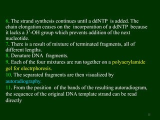 6. The strand synthesis continues until a ddNTP is added. The
chain elongation ceases on the incorporation of a ddNTP because
it lacks a 3’-OH group which prevents addition of the next
nucleotide.
7. There is a result of mixture of terminated fragments, all of
different lengths.
8. Denature DNA fragments.
9. Each of the four mixtures are run together on a polyacrylamide
gel for electrphoresis.
10. The separated fragments are then visualized by
autoradiography.
11. From the position of the bands of the resulting autoradiogram,
the sequence of the original DNA template strand can be read
directly
12
 