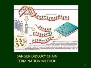 SANGER DIDEOXY CHAIN
TERMINATION METHOD
13
 