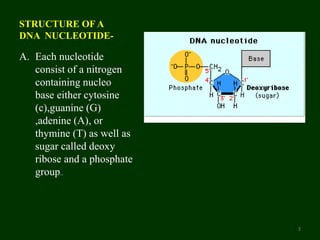 STRUCTURE OF A
DNA NUCLEOTIDE-
A. Each nucleotide
consist of a nitrogen
containing nucleo
base either cytosine
(c),guanine (G)
,adenine (A), or
thymine (T) as well as
sugar called deoxy
ribose and a phosphate
group..
3
 