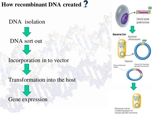 recombinant dna technology forensic