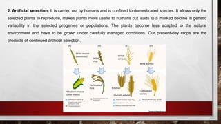 2. Artificial selection: It is carried out by humans and is confined to domesticated species. It allows only the
selected plants to reproduce, makes plants more useful to humans but leads to a marked decline in genetic
variability in the selected progenies or populations. The plants become less adapted to the natural
environment and have to be grown under carefully managed conditions. Our present-day crops are the
products of continued artificial selection.
 