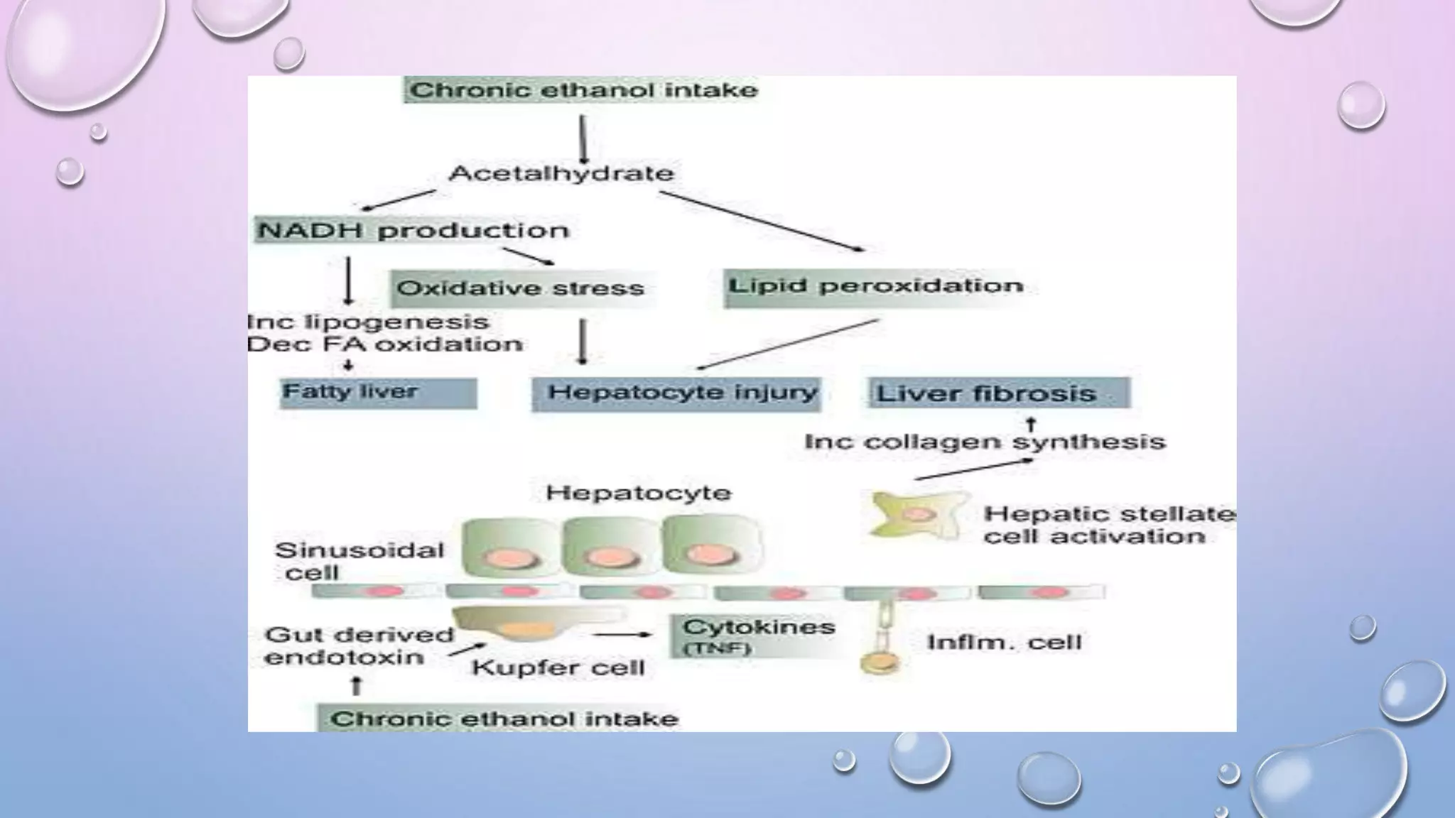 Presentation on drug induced hepatotoxicity | PPTX
