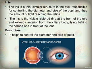 Iris
• The iris is a thin, circular structure in the eye, responsible
for controlling the diameter and size of the pupil and thus
the amount of light reaching the retina.
• The iris is the visible colored ring at the front of the eye
and extends anterior from the ciliary body, lying behind
the cornea and in front of the lens.
Function:
• It helps to control the diameter and size of pupil.
 