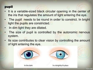 pupil
• It is a variable-sized black circular opening in the center of
the iris that regulates the amount of light entering the eye.
• The pupil needs to be round in order to constrict. In bright
light the pupils are constricted.
• In dim light they are dilated.
• The size of pupil is controlled by the autonomic nervous
system.
• Its size contributes to clear vision by controlling the amount
of light entering the eye.
 
