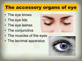 The accessory organs of eye
• The eye brows
• The eye lids
• The eye lashes
• The conjunctiva
• The muscles of the eyes
• The lacrimal apparatus
 