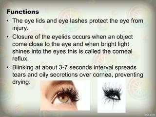 Functions
• The eye lids and eye lashes protect the eye from
injury.
• Closure of the eyelids occurs when an object
come close to the eye and when bright light
shines into the eyes this is called the corneal
reflux.
• Blinking at about 3-7 seconds interval spreads
tears and oily secretions over cornea, preventing
drying.
 