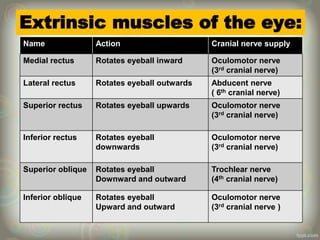Extrinsic muscles of the eye:
Name Action Cranial nerve supply
Medial rectus Rotates eyeball inward Oculomotor nerve
(3rd cranial nerve)
Lateral rectus Rotates eyeball outwards Abducent nerve
( 6th cranial nerve)
Superior rectus Rotates eyeball upwards Oculomotor nerve
(3rd cranial nerve)
Inferior rectus Rotates eyeball
downwards
Oculomotor nerve
(3rd cranial nerve)
Superior oblique Rotates eyeball
Downward and outward
Trochlear nerve
(4th cranial nerve)
Inferior oblique Rotates eyeball
Upward and outward
Oculomotor nerve
(3rd cranial nerve )
 