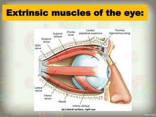 Extrinsic muscles of the eye:
 
