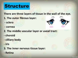 Structure
There are three layers of tissue in the wall of the eye.
1. The outer fibrous layer:
- sclera
- cornea
2. The middle vascular layer or uveal tract:
- choroid
- cilliary body
- iris
3. The inner nervous tissue layer:
- Retina
 