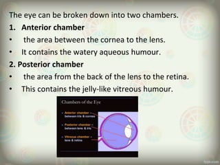 The eye can be broken down into two chambers.
1. Anterior chamber
• the area between the cornea to the lens.
• It contains the watery aqueous humour.
2. Posterior chamber
• the area from the back of the lens to the retina.
• This contains the jelly-like vitreous humour.
 