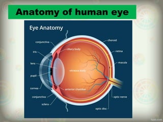 Anatomy of human eye
 