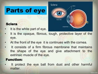 Parts of eye
Sclera
• It is the white part of eye.
• It is the opaque, fibrous, tough, protective layer of the
eye.
• At the front of the eye it is continues with the cornea.
• It consists of a firm fibrous membrane that maintains
the shape of the eye and give attachment to the
extrinsic muscle of the eye.
Function:
• It protect the eye ball from dust and other harmful
matter.
 