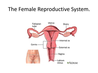 The Female Reproductive System.
 