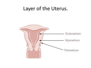 Layer of the Uterus.
 