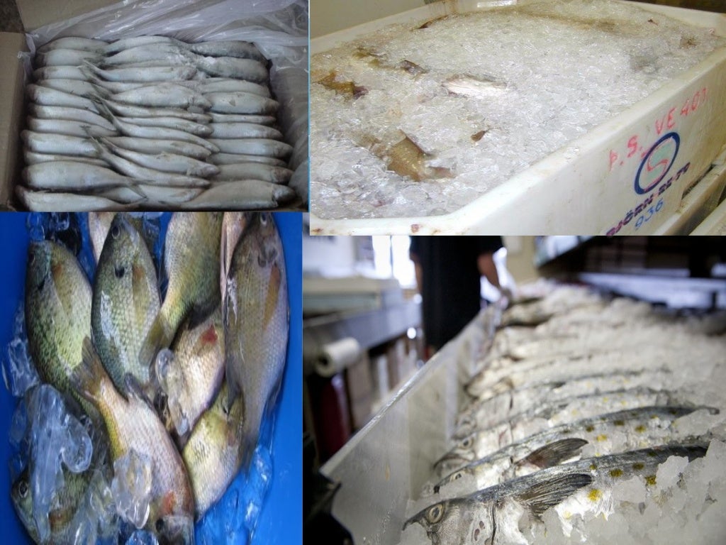 Presentation on fish processing, preservation and trasporting
