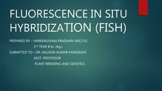 FLUORESCENCE IN SITU
HYBRIDIZATION (FISH)
PREPARED BY – HAREKRUSHNA PRADHAN (40C/15)
2nd YEAR B.Sc. (Ag.)
SUBMITTED TO – DR. KAUSHIK KUMAR PANIGRAHI
ASST. PROFESSOR
PLANT BREEDING AND GENETICS
 