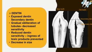 Old toothNew tooth
Secondary den
Secondary den
 DENTIN
• Exposed dentin
Secondary dentin
• Gradual obliteration of
tubules- decreased
sensitivity
• Reduced dentin
sensitivity – ingress of
toxic products prevented
• Decrease in size
 