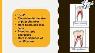  PULP
• Recession in the size
of pulp chamber
• More fibers and less
cells
• Blood supply
decreases
• More incidences of
calcification
 