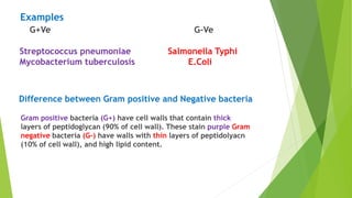 Examples
G+Ve G-Ve
Streptococcus pneumoniae Salmonella Typhi
Mycobacterium tuberculosis E.Coli
Difference between Gram positive and Negative bacteria
Gram positive bacteria (G+) have cell walls that contain thick
layers of peptidoglycan (90% of cell wall). These stain purple Gram
negative bacteria (G-) have walls with thin layers of peptidolyacn
(10% of cell wall), and high lipid content.
 