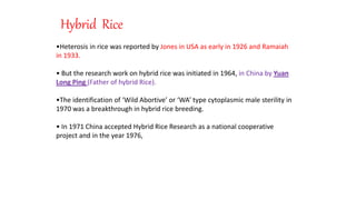 RICE BREEDING | PPTX