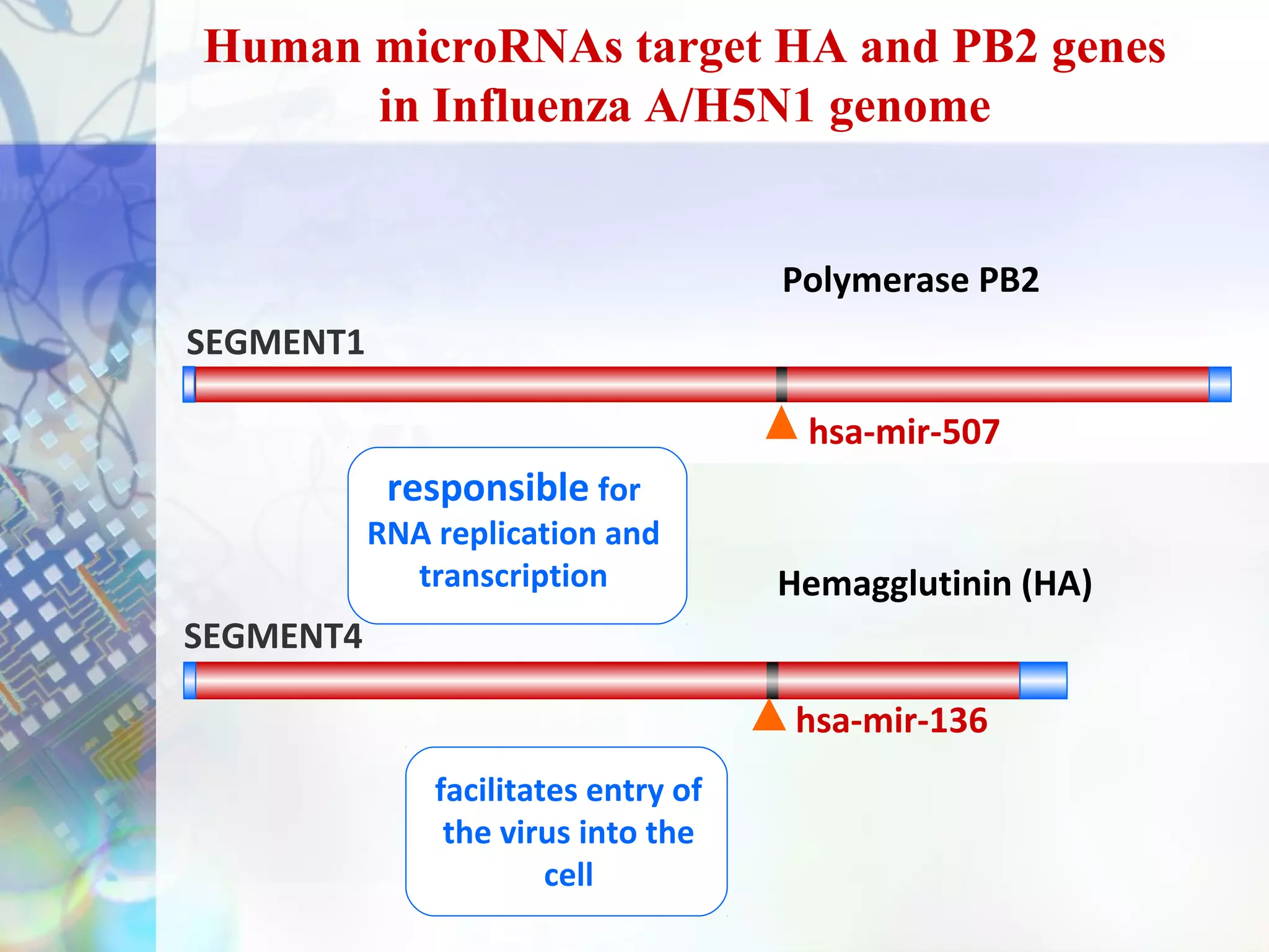 Human microRNAs target HA and PB2 genes
      in Influenza A/H5N1 genome


                                      Polymerase PB2
SEGMENT1

                                       hsa-mir-507
            responsible for
           RNA replication and
             transcription            Hemagglutinin (HA)
SEGMENT4

                                       hsa-mir-136
               facilitates entry of
                the virus into the
                        cell
 