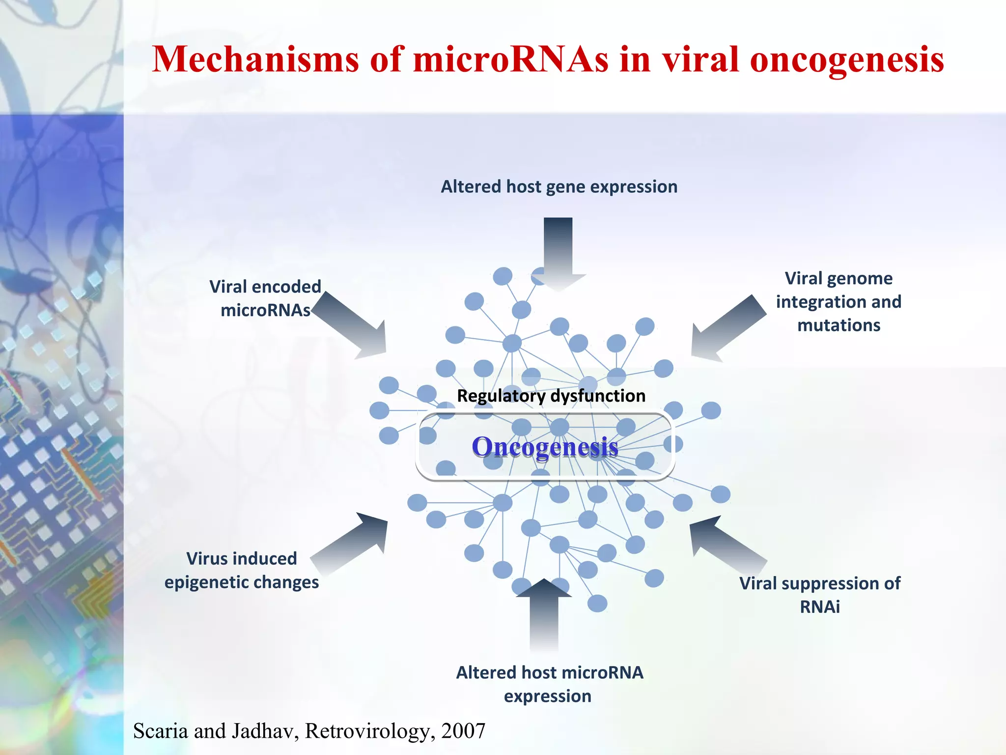 Mechanisms of microRNAs in viral oncogenesis


                                 Altered host gene expression




        Viral encoded                                                Viral genome
         microRNAs                                                  integration and
                                                                       mutations


                                  Regulatory dysfunction

                                    Oncogenesis


     Virus induced
   epigenetic changes                                           Viral suppression of
                                                                        RNAi


                                  Altered host microRNA
                                        expression
Scaria and Jadhav, Retrovirology, 2007
 
