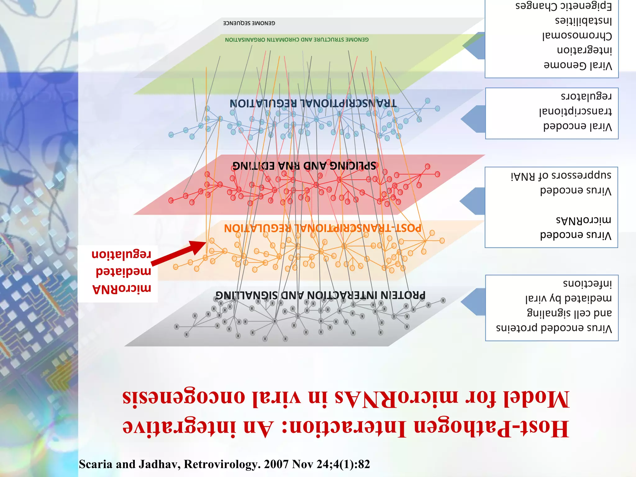 Scaria and Jadhav, Retrovirology. 2007 Nov 24;4(1):82
        Host-Pathogen Interaction: An integrative
        Model for microRNAs in viral oncogenesis
Virus encoded proteins
and cell signaling
mediated by viral        PROTEIN INTERACTION AND SIGNALLING
infections                                                                      microRNA
                                                                                mediated
                                                                                regulation
Virus encoded
                         POST-TRANSCRIPTIONAL REGULATION
microRNAs
Virus encoded
suppressors of RNAi
                                 SPLICING AND RNA EDITING
Viral encoded
transcriptional
regulators                   TRANSCRIPTIONAL REGULATION
Viral Genome
integration
                                  GENOME STRUCTURE AND CHROMATIN ORGANISATION
Chromosomal
                                                             GENOME SEQUENCE
Instabilities
Epigenetic Changes
 