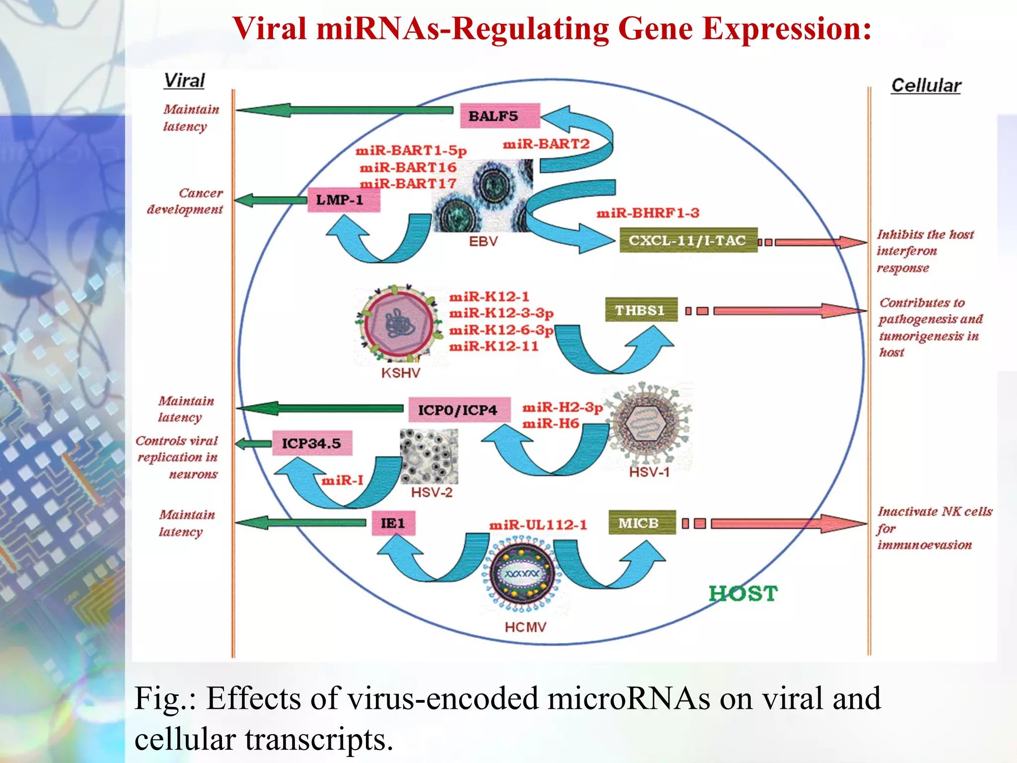 Viral miRNAs-Regulating Gene Expression:




Fig.: Effects of virus-encoded microRNAs on viral and
cellular transcripts.
 