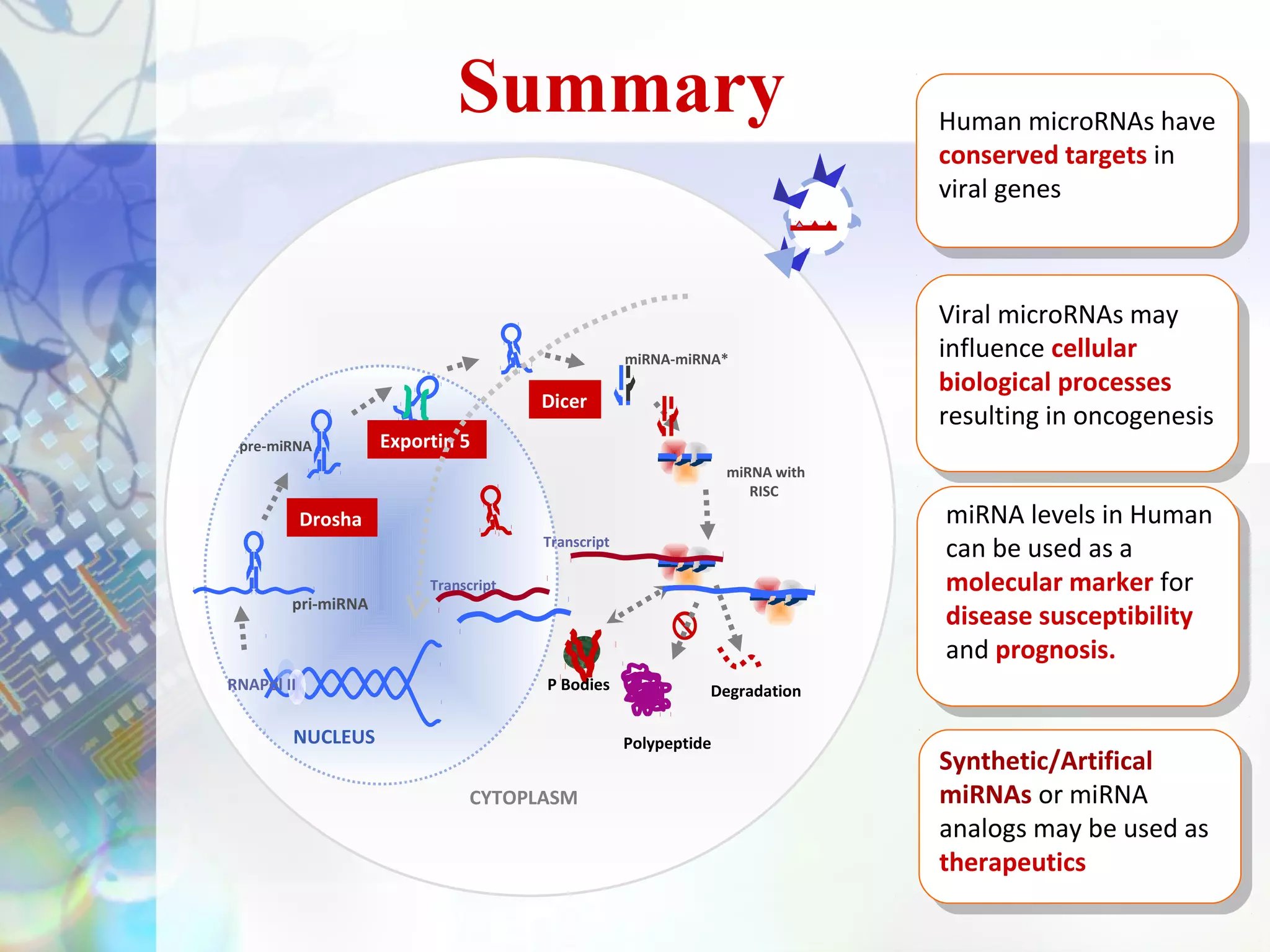 Summary                                          Human microRNAs have
                                                                               conserved targets in
                                                                               viral genes



                                                                               Viral microRNAs may
                                                    miRNA-miRNA*               influence cellular
                                                                               biological processes
                                       Dicer
                                                                               resulting in oncogenesis
 pre-miRNA           Exportin 5
                                                                  miRNA with
                                                                     RISC
            Drosha                                                             miRNA levels in Human
                                       Transcript
                                                                               can be used as a
                          Transcript                                           molecular marker for
        pri-miRNA
                                                                               disease susceptibility
                                                                               and prognosis.
RNAPol II                              P Bodies               Degradation

        NUCLEUS                                     Polypeptide
                                                                               Synthetic/Artifical
                               CYTOPLASM                                       miRNAs or miRNA
                                                                               analogs may be used as
                                                                               therapeutics
 