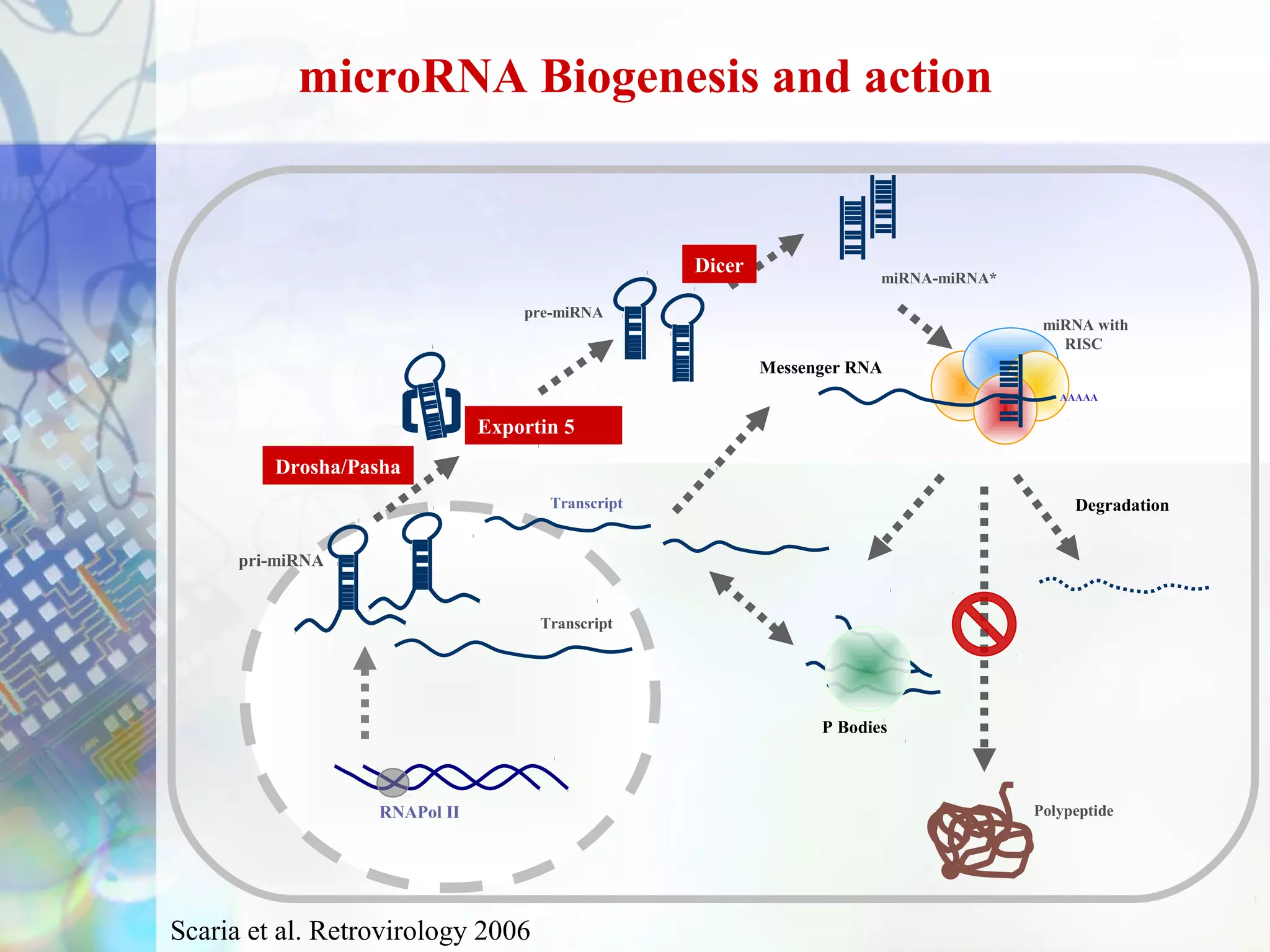microRNA Biogenesis and action


                                                  Dicer
                                                                       miRNA-miRNA*

                                  pre-miRNA
                                                                                       miRNA with
                                                                                         RISC
                                                          Messenger RNA
                                                                                         AAAAA


                              Exportin 5
         Drosha/Pasha
                                     Transcript                                            Degradation


      pri-miRNA


                                    Transcript




                                                                P Bodies



                  RNAPol II                                                           Polypeptide




Scaria et al. Retrovirology 2006
 