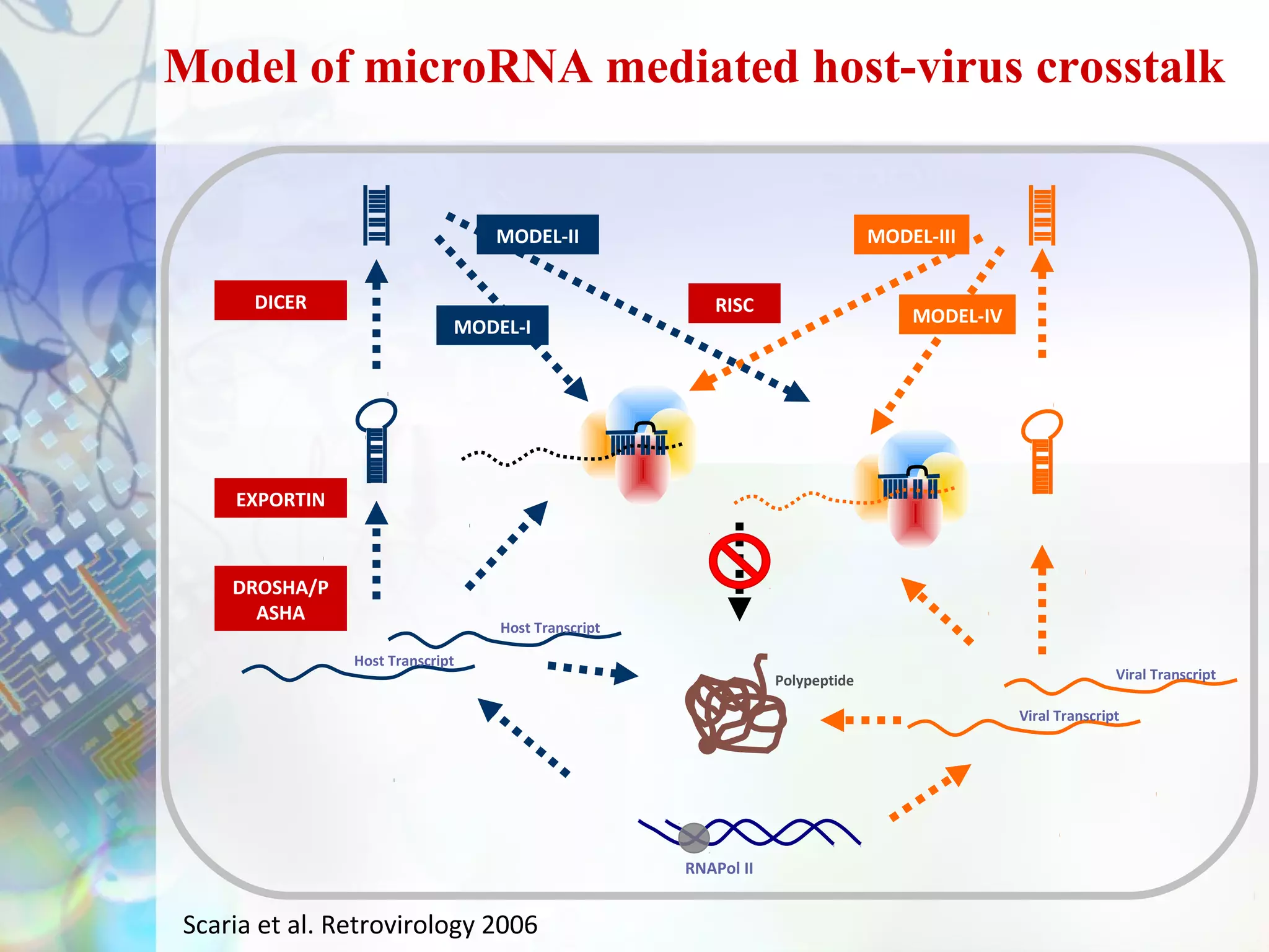 Model of microRNA mediated host-virus crosstalk


                                 MODEL-II                                    MODEL-III


      DICER                                           RISC
                                                                                 MODEL-IV
                             MODEL-I




    EXPORTIN



    DROSHA/P
      ASHA
                                 Host Transcript

               Host Transcript
                                                               Polypeptide                                 Viral Transcript

                                                                                            Viral Transcript




                                                   RNAPol II


Scaria et al. Retrovirology 2006
 
