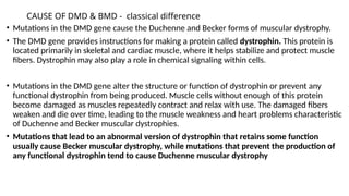 CAUSE OF DMD & BMD - classical difference
• Mutations in the DMD gene cause the Duchenne and Becker forms of muscular dystrophy.
• The DMD gene provides instructions for making a protein called dystrophin. This protein is
located primarily in skeletal and cardiac muscle, where it helps stabilize and protect muscle
fibers. Dystrophin may also play a role in chemical signaling within cells.
• Mutations in the DMD gene alter the structure or function of dystrophin or prevent any
functional dystrophin from being produced. Muscle cells without enough of this protein
become damaged as muscles repeatedly contract and relax with use. The damaged fibers
weaken and die over time, leading to the muscle weakness and heart problems characteristic
of Duchenne and Becker muscular dystrophies.
• Mutations that lead to an abnormal version of dystrophin that retains some function
usually cause Becker muscular dystrophy, while mutations that prevent the production of
any functional dystrophin tend to cause Duchenne muscular dystrophy
 