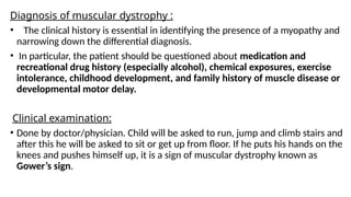 Diagnosis of muscular dystrophy :
• The clinical history is essential in identifying the presence of a myopathy and
narrowing down the differential diagnosis.
• In particular, the patient should be questioned about medication and
recreational drug history (especially alcohol), chemical exposures, exercise
intolerance, childhood development, and family history of muscle disease or
developmental motor delay.
Clinical examination:
• Done by doctor/physician. Child will be asked to run, jump and climb stairs and
after this he will be asked to sit or get up from floor. If he puts his hands on the
knees and pushes himself up, it is a sign of muscular dystrophy known as
Gower’s sign.
 