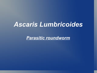 Ascaris Lumbricoides Parasitic roundworm 