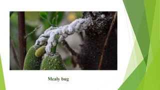 Jackfruit Insect Cultivation oF jack fruit | PPTX
