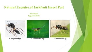 Jackfruit Insect Cultivation oF jack fruit | PPTX