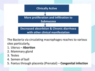 Clinically Active
More proliferation and infiltration to
Submucosa
Decreased absorbtion & Chronic diarrhoea
with other clinical manifestation
The Bacteria via circulating macrophages reaches to various
sites particularly,
1. Uterus – Abortion
2. Mammary gland
3. Testes
4. Semen of bull
5. Foetus through placenta (Prenatal) – Congenital infection
 