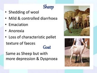 Sheep
• Shedding of wool
• Mild & controlled diarrhoea
• Emaciation
• Anorexia
• Loss of characteristic pellet
texture of faeces
Goat
Same as Sheep but with
more depression & Dyspnoea
 