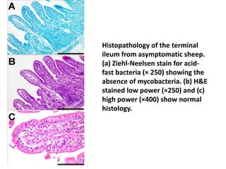 Histopathology of the terminal
ileum from asymptomatic sheep.
(a) Ziehl-Neelsen stain for acid-
fast bacteria (× 250) showing the
absence of mycobacteria. (b) H&E
stained low power (×250) and (c)
high power (×400) show normal
histology.
 