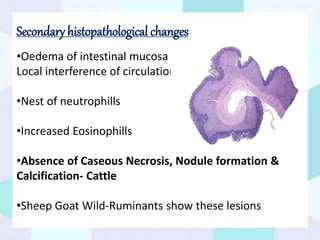Secondary histopathological changes
•Oedema of intestinal mucosa :
Local interference of circulation
•Nest of neutrophills
•Increased Eosinophills
•Absence of Caseous Necrosis, Nodule formation &
Calcification- Cattle
•Sheep Goat Wild-Ruminants show these lesions
 