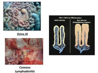 Ovine JD
Caseous
Lymphadenitis
 