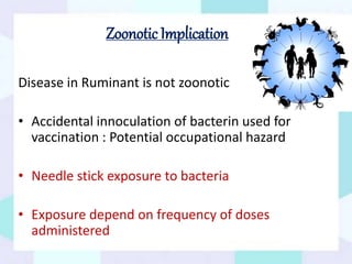 Disease in Ruminant is not zoonotic
• Accidental innoculation of bacterin used for
vaccination : Potential occupational hazard
• Needle stick exposure to bacteria
• Exposure depend on frequency of doses
administered
Zoonotic Implication
 